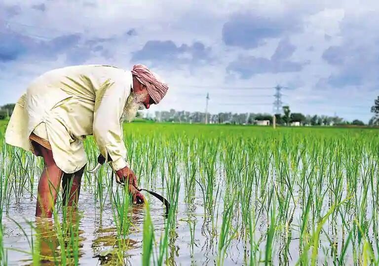 Sowing the Future — How Natureland Seeds is Empowering Indian Farmers Naturally